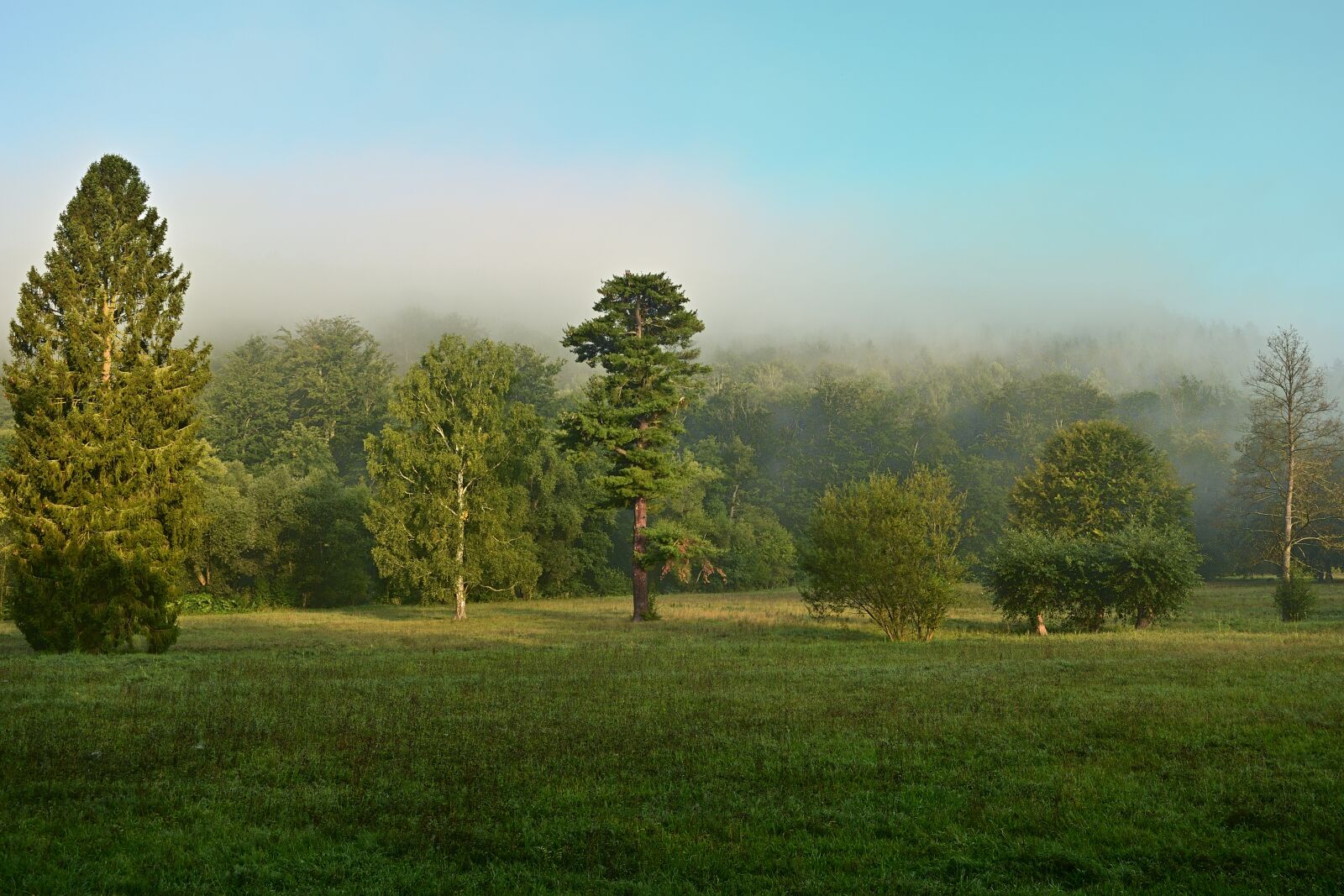 Nikon D5200 sample photo. Park, landscape, fog photography