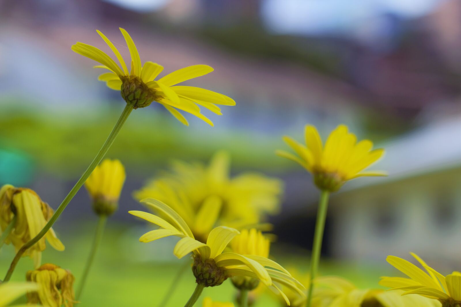 Canon EOS 60D sample photo. 60d, beautiful, flowers, canon photography