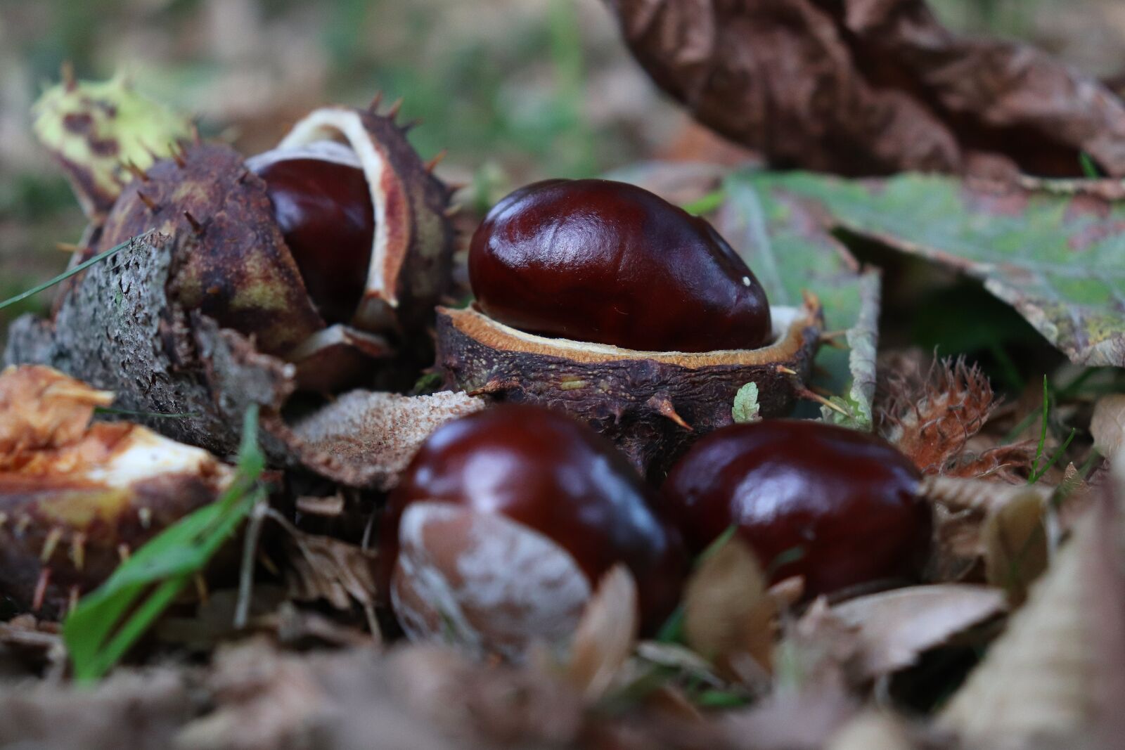 Canon EOS 800D (EOS Rebel T7i / EOS Kiss X9i) sample photo. Chestnut, autumn, nature photography