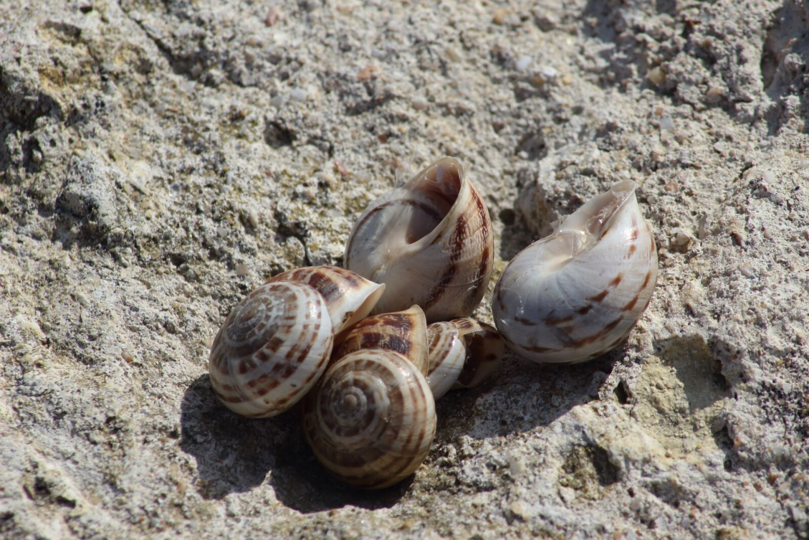 Canon EOS 1200D (EOS Rebel T5 / EOS Kiss X70 / EOS Hi) sample photo. Nature, shell, sand photography
