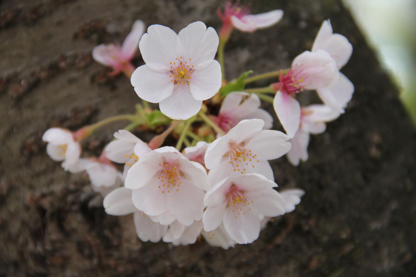 Canon EOS 60D sample photo. Flower, nature, flora photography