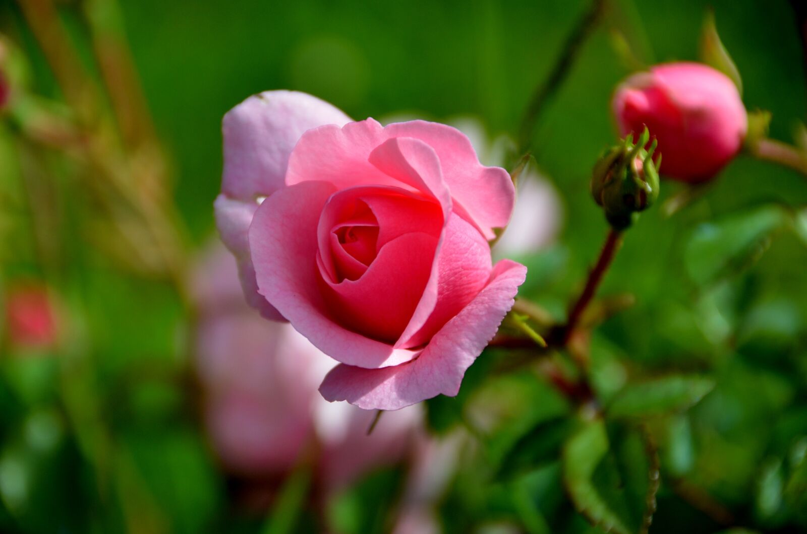 Nikon D7000 sample photo. Flower, nature, plant photography