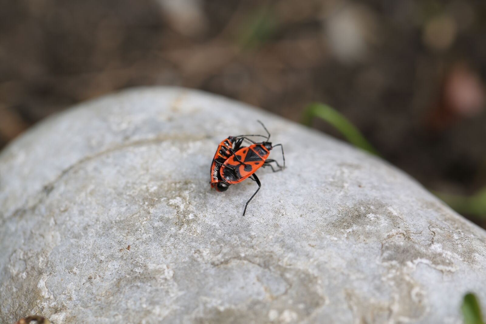 Canon EF 100mm F2.8L Macro IS USM sample photo. Fire beetle, insect, beetle photography