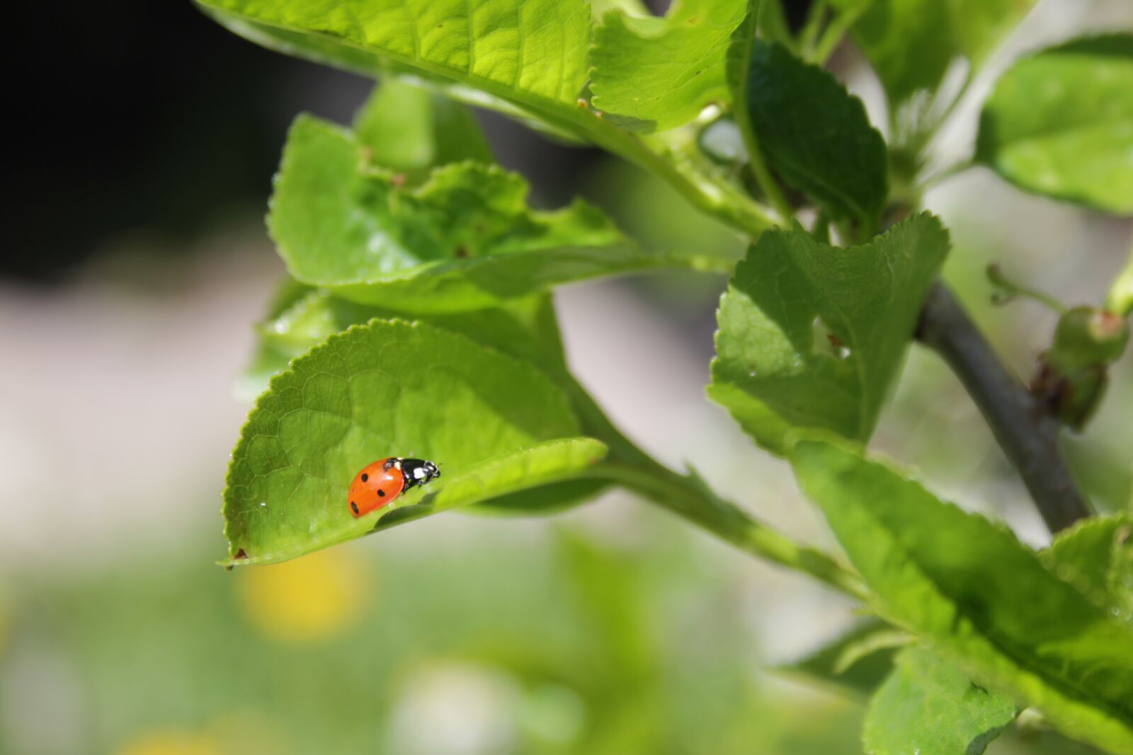Canon EOS 550D (EOS Rebel T2i / EOS Kiss X4) sample photo. Of god, ladybug, greens photography