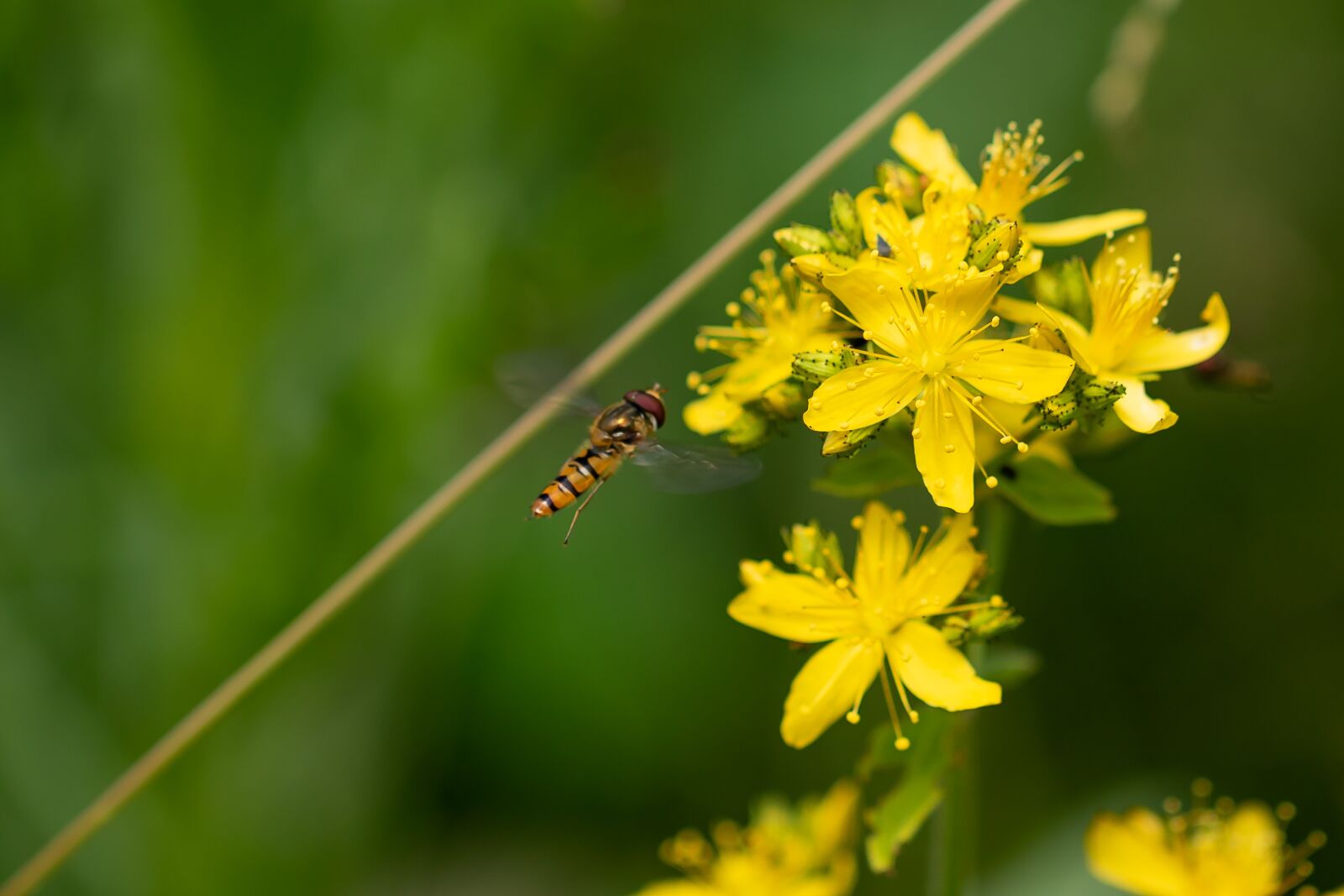 Canon EOS 7D Mark II sample photo. Hoverfly, blossom, bloom photography