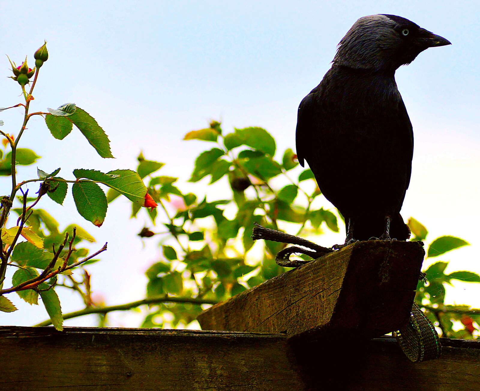 Nikon D3200 sample photo. Jackdaw, black, birds photography