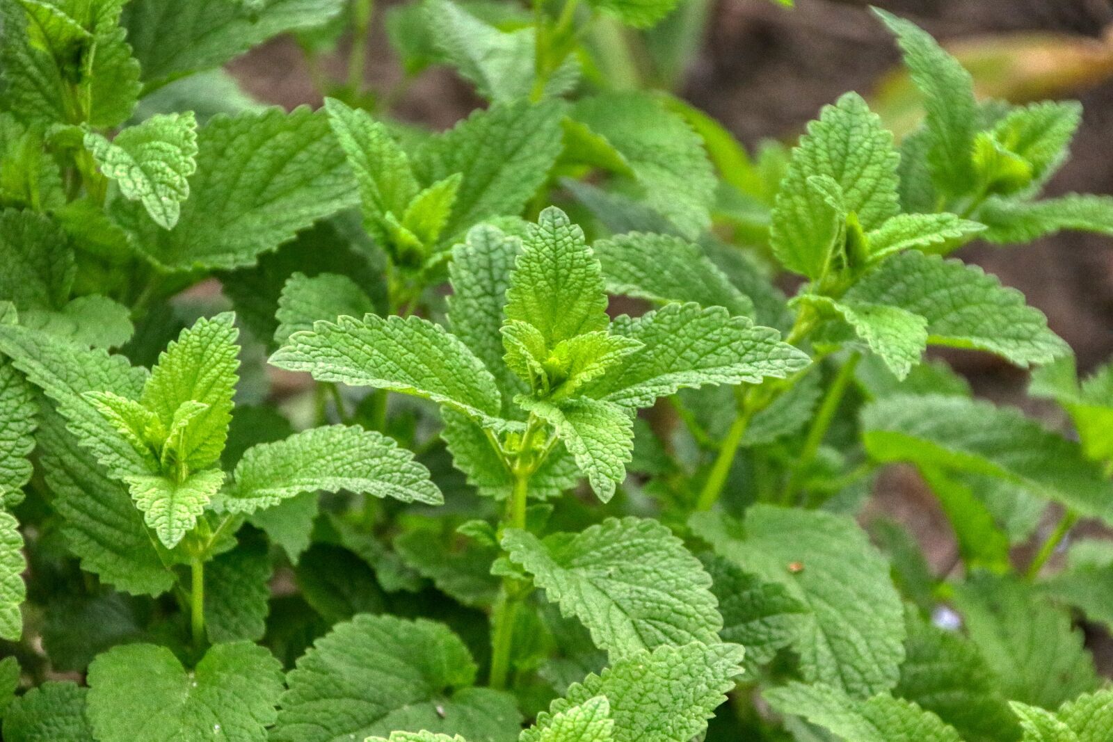 Canon EOS 80D sample photo. Lemon, balm, lemon balm photography