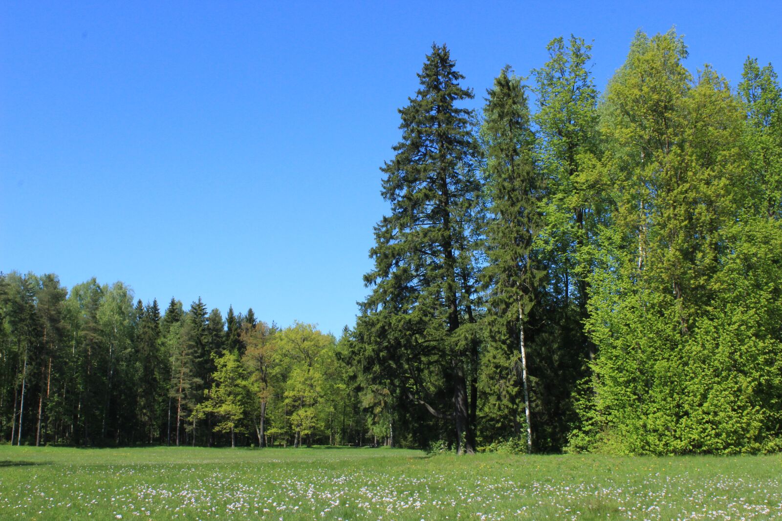Canon EOS 600D (Rebel EOS T3i / EOS Kiss X5) sample photo. Pavlovsk, russia, day photography