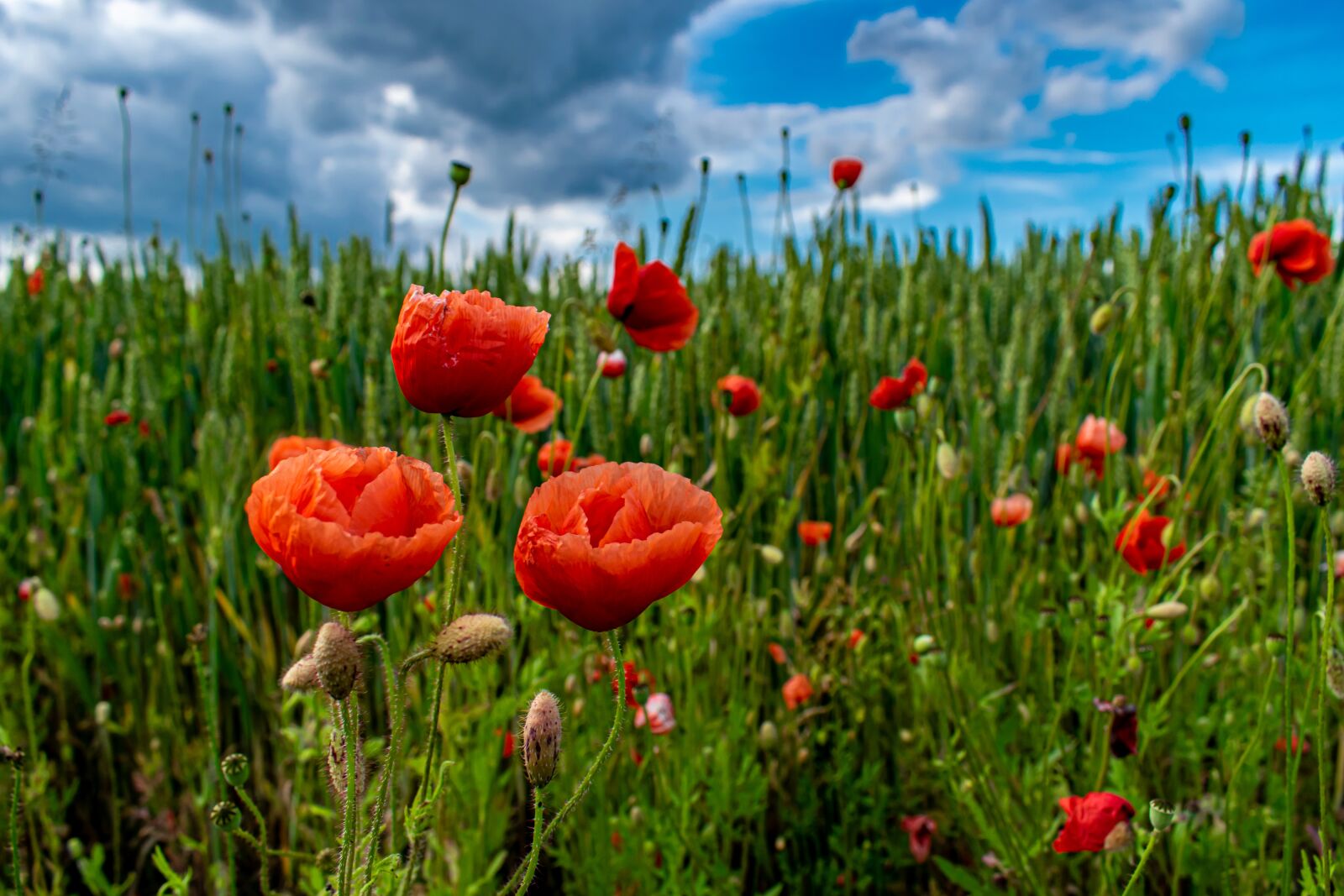 Nikon D5300 sample photo. Poppy, field, edge of photography
