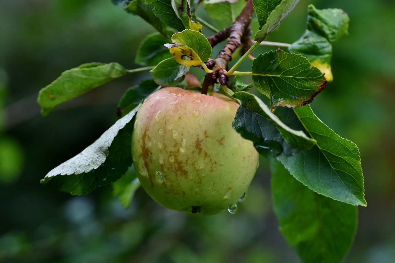 Nikon D7200 sample photo. Apple tree, green apple photography