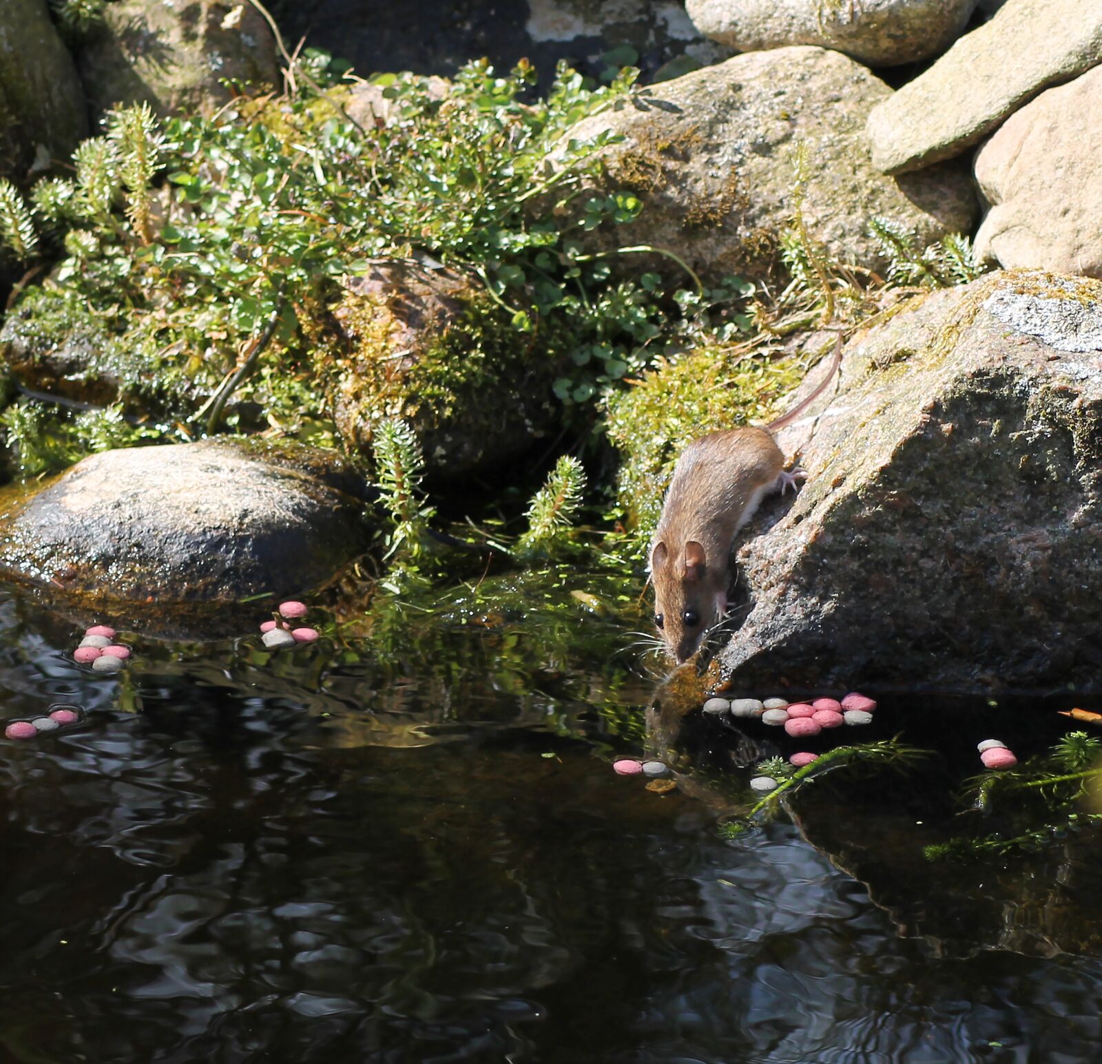 Canon EOS 1100D (EOS Rebel T3 / EOS Kiss X50) sample photo. Mouse, expensive, rodent photography