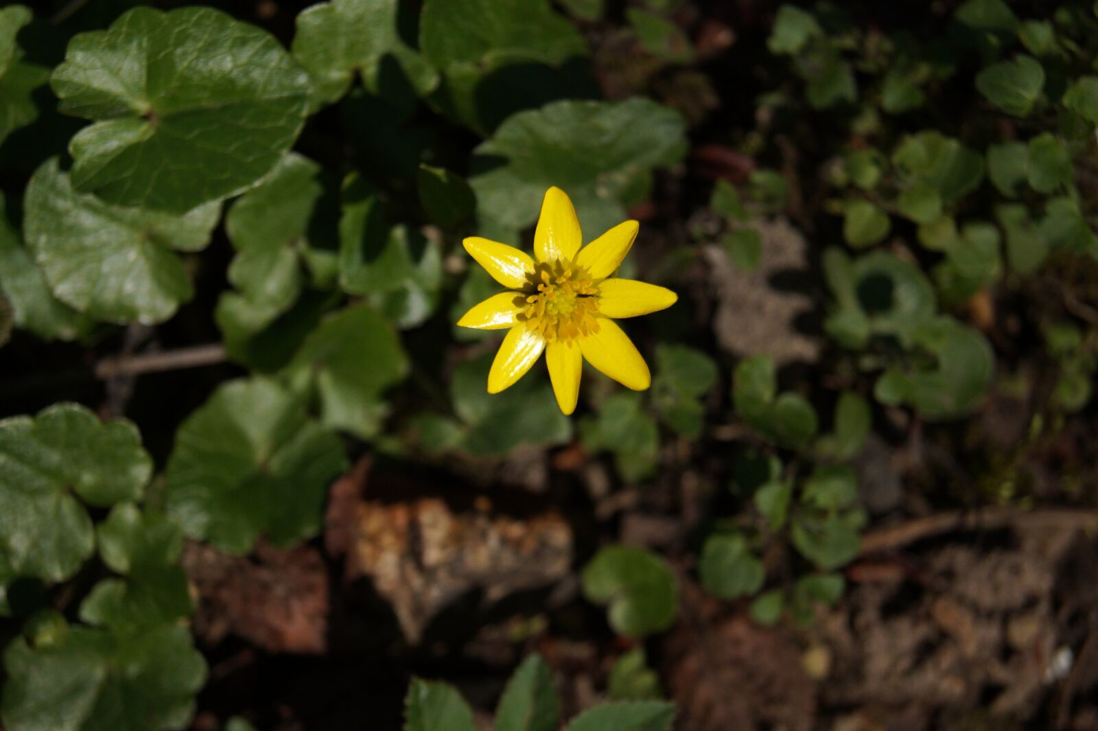 Sony DT 18-55mm F3.5-5.6 SAM II sample photo. Flower, nature, blossom photography