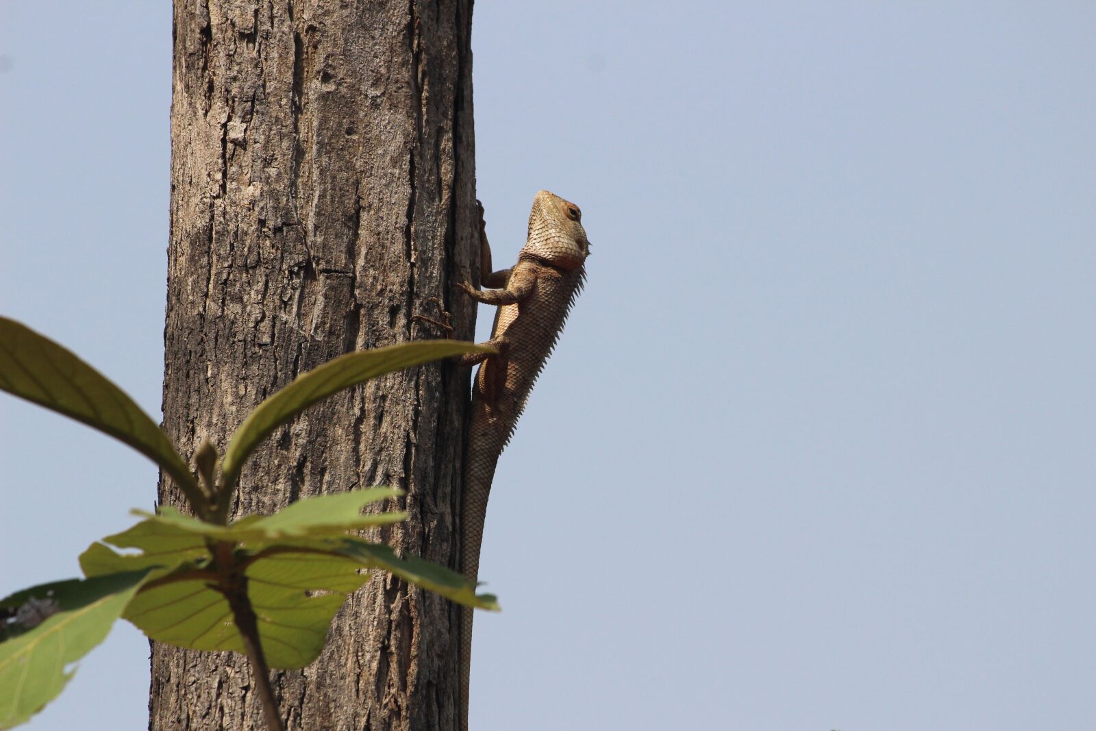 Canon EF 70-300 F4-5.6 IS II USM sample photo. Lizard, tree, sitting photography