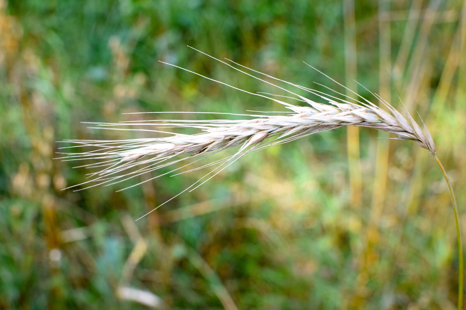 Nikon D5300 sample photo. Cereals, grain, ear photography