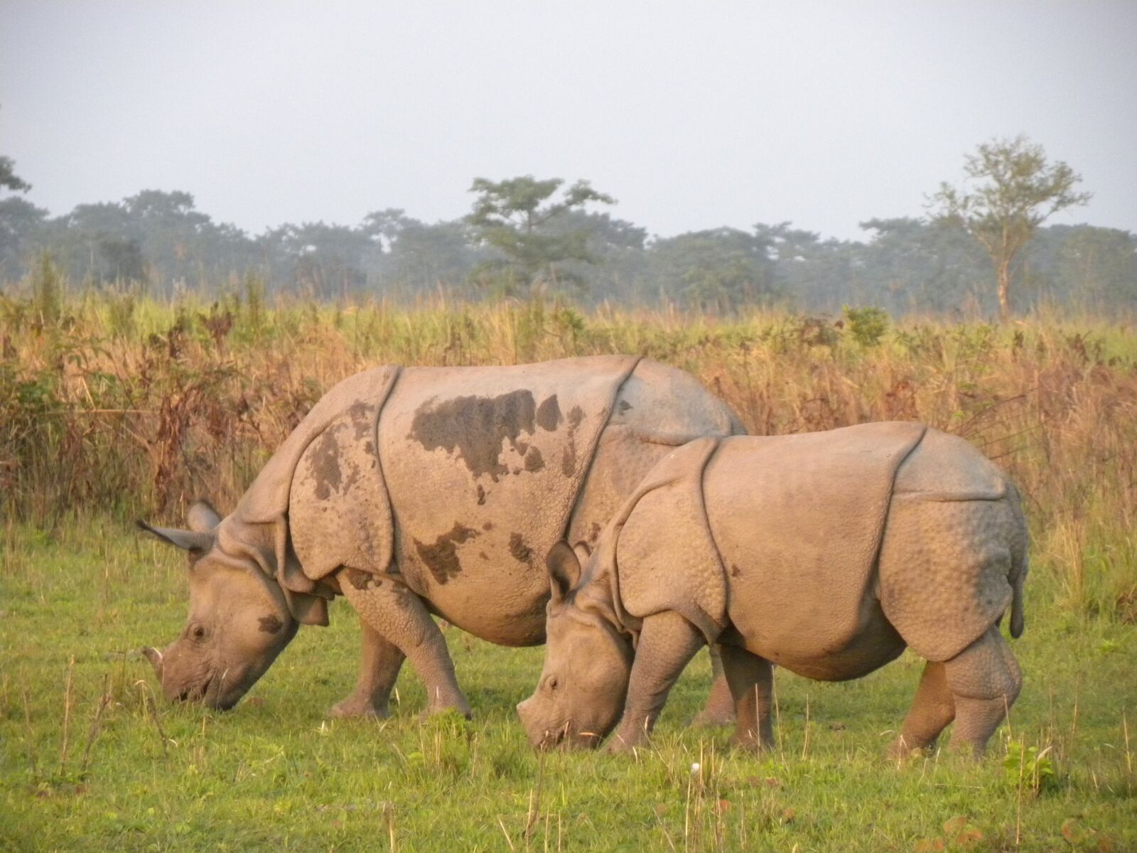 Nikon Coolpix P90 sample photo. Manas rhino, manas national photography