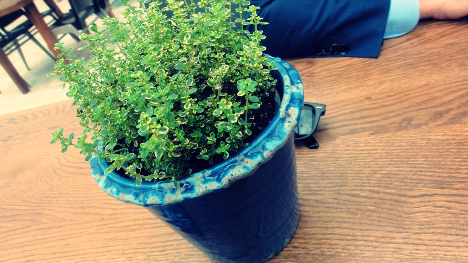 Sony DSC-HX5V sample photo. Blue, business, flower, green photography