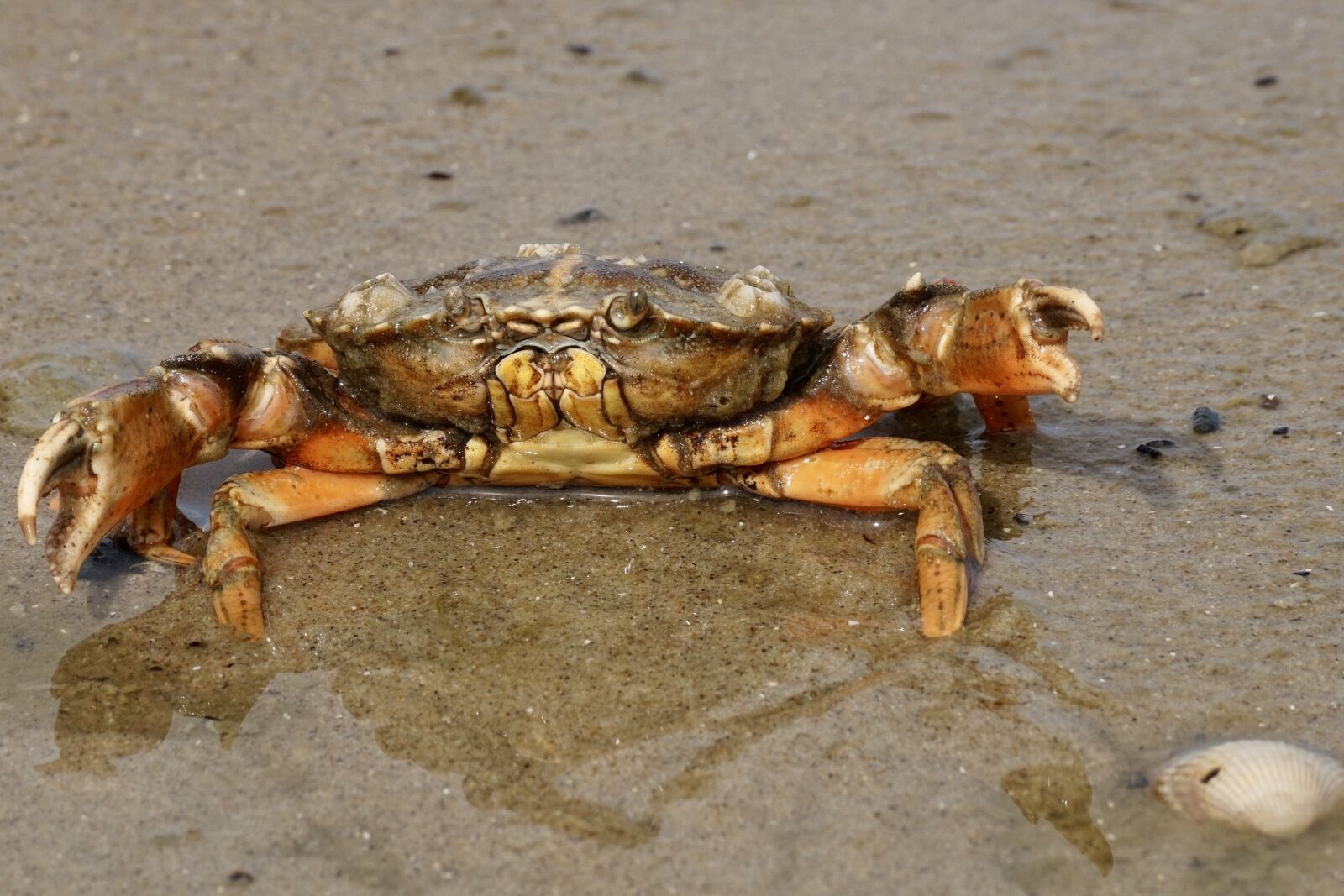 Sony DT 55-300mm F4.5-5.6 SAM sample photo. Cancer, crab, shellfish photography