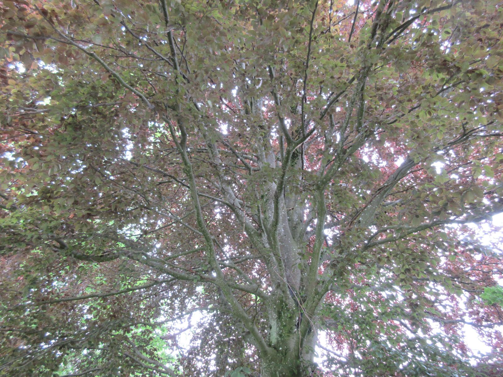 Canon PowerShot ELPH 360 HS (IXUS 285 HS / IXY 650) sample photo. Tree, leaves, nature photography