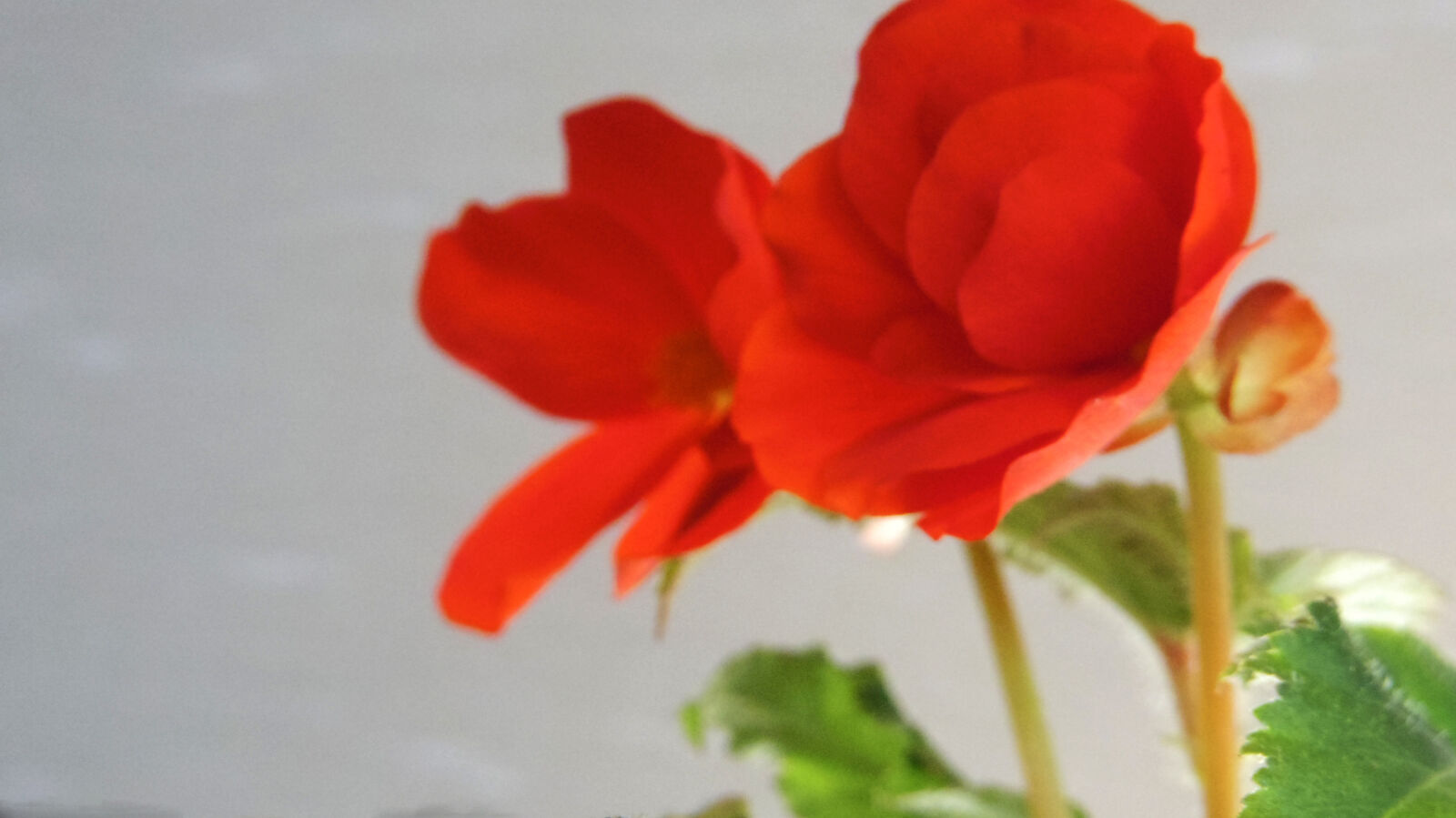 Pentax Q10 sample photo. Flower photography