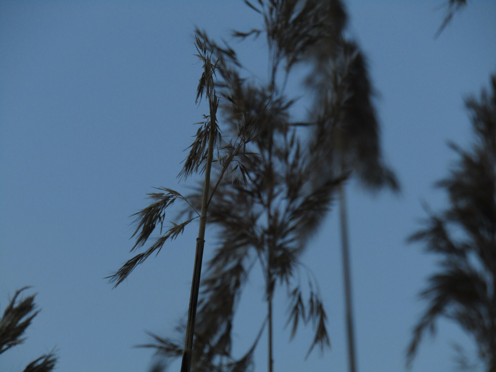 Canon PowerShot SX420 IS sample photo