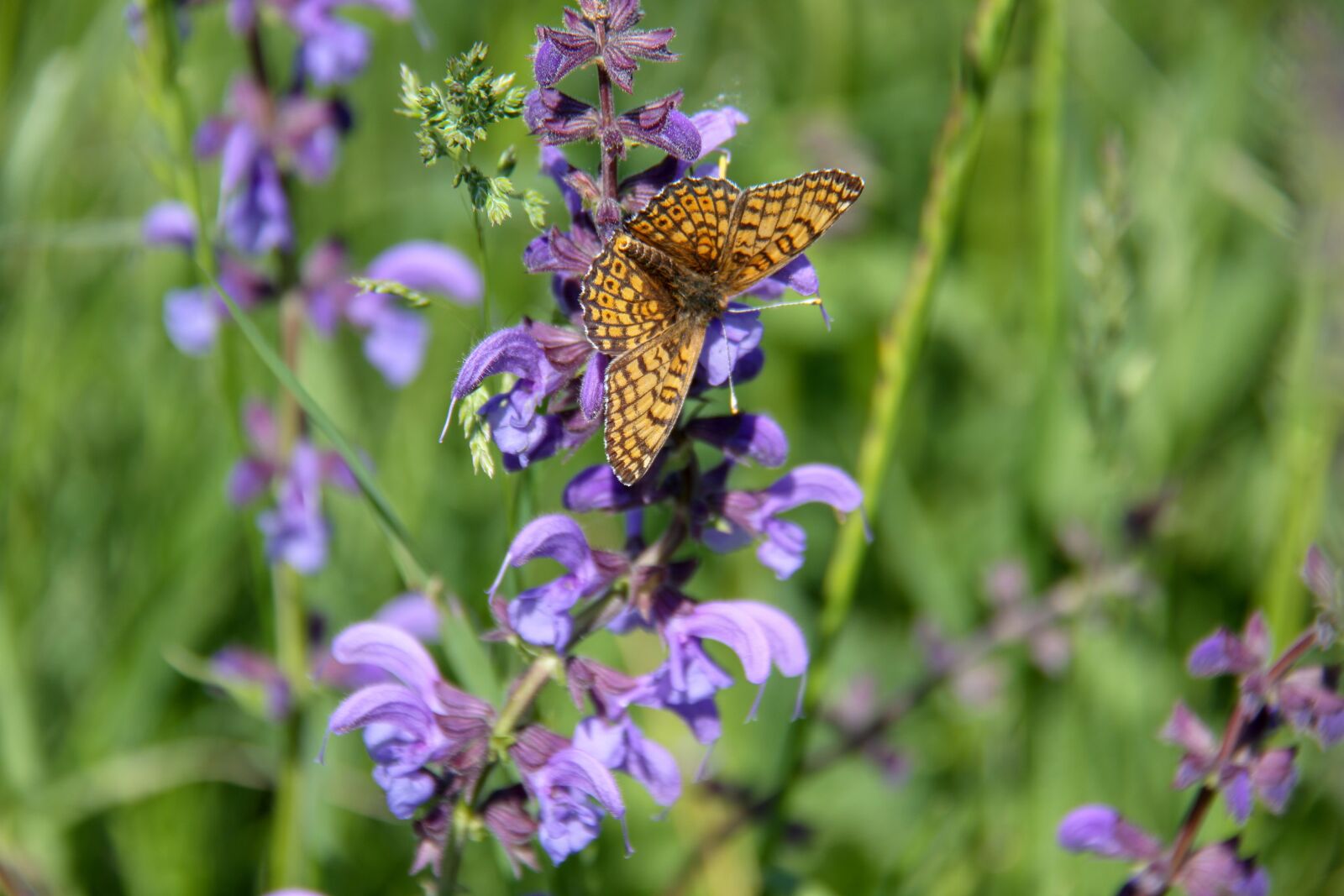 Canon EOS 7D sample photo. Butterfly, pre, nature photography