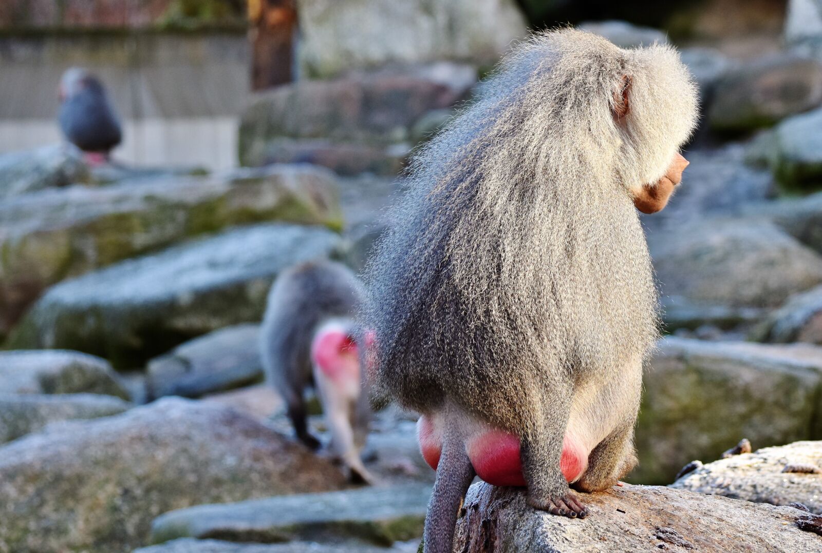 Nikon D7200 sample photo. Baboon, monkey, primate photography