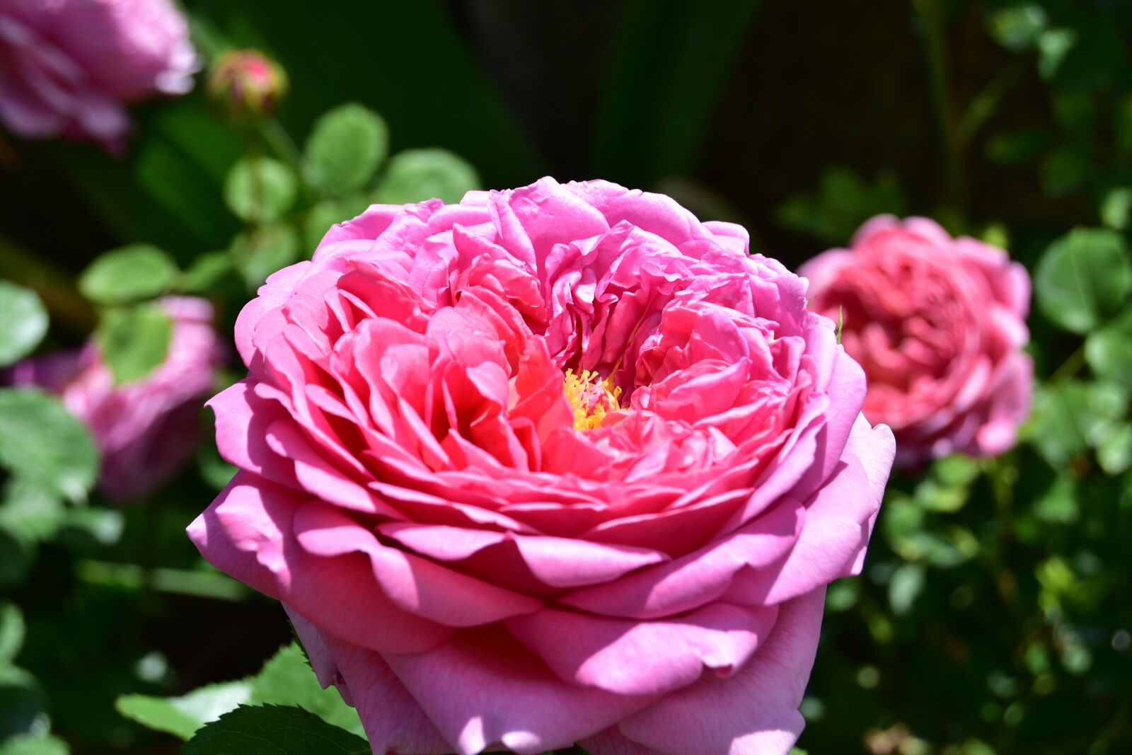 Nikon D5600 sample photo. Pink rose, plant, flower photography