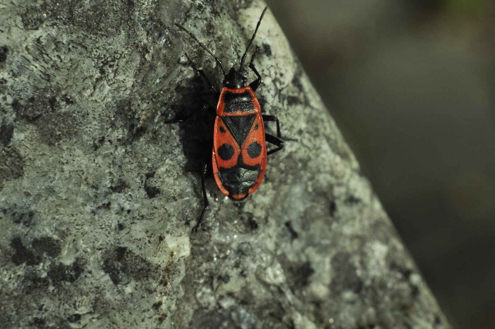 Nikon D90 sample photo. Smith wingless, the beetle photography