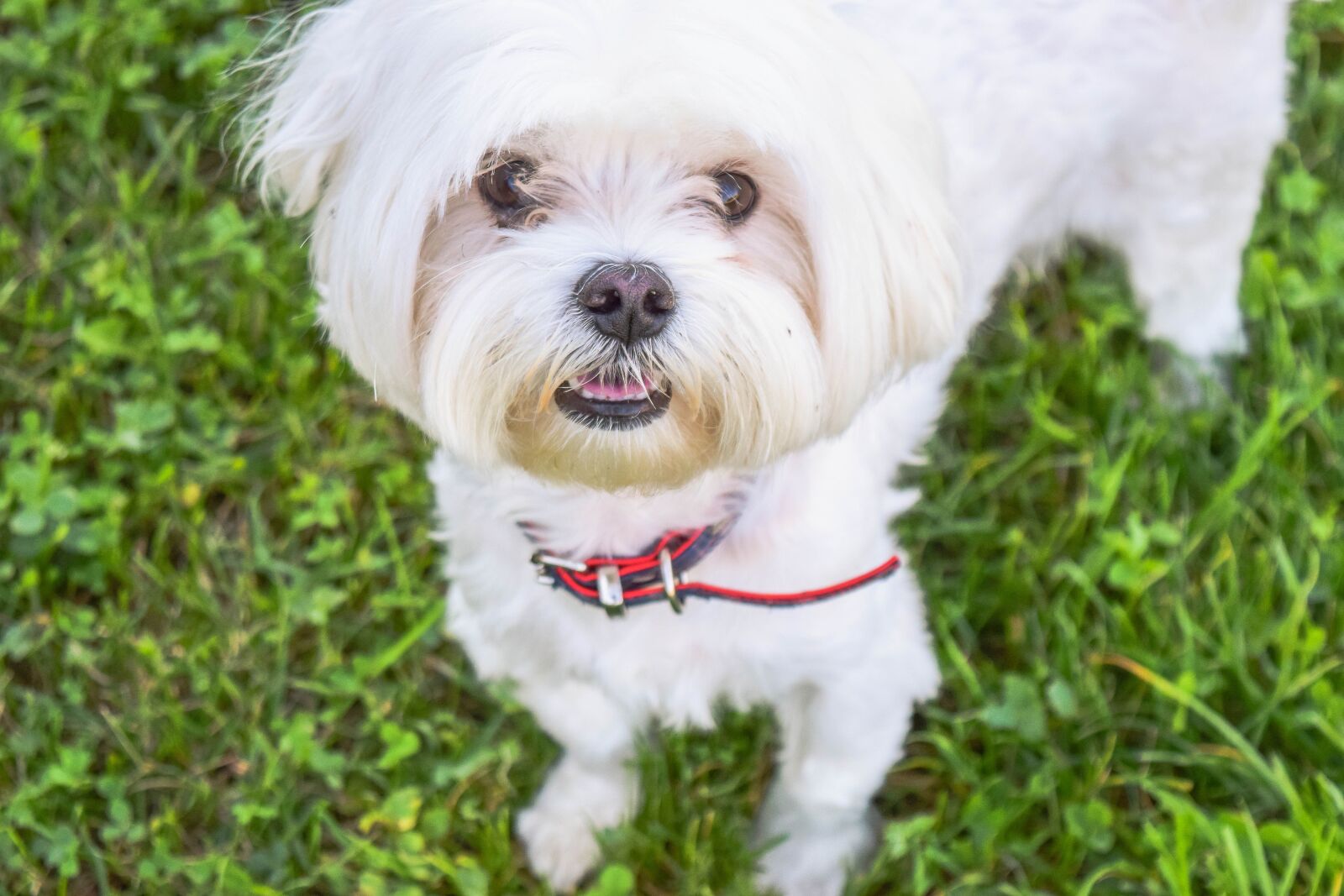 Nikon D3300 sample photo. Portrait, dog, friend photography