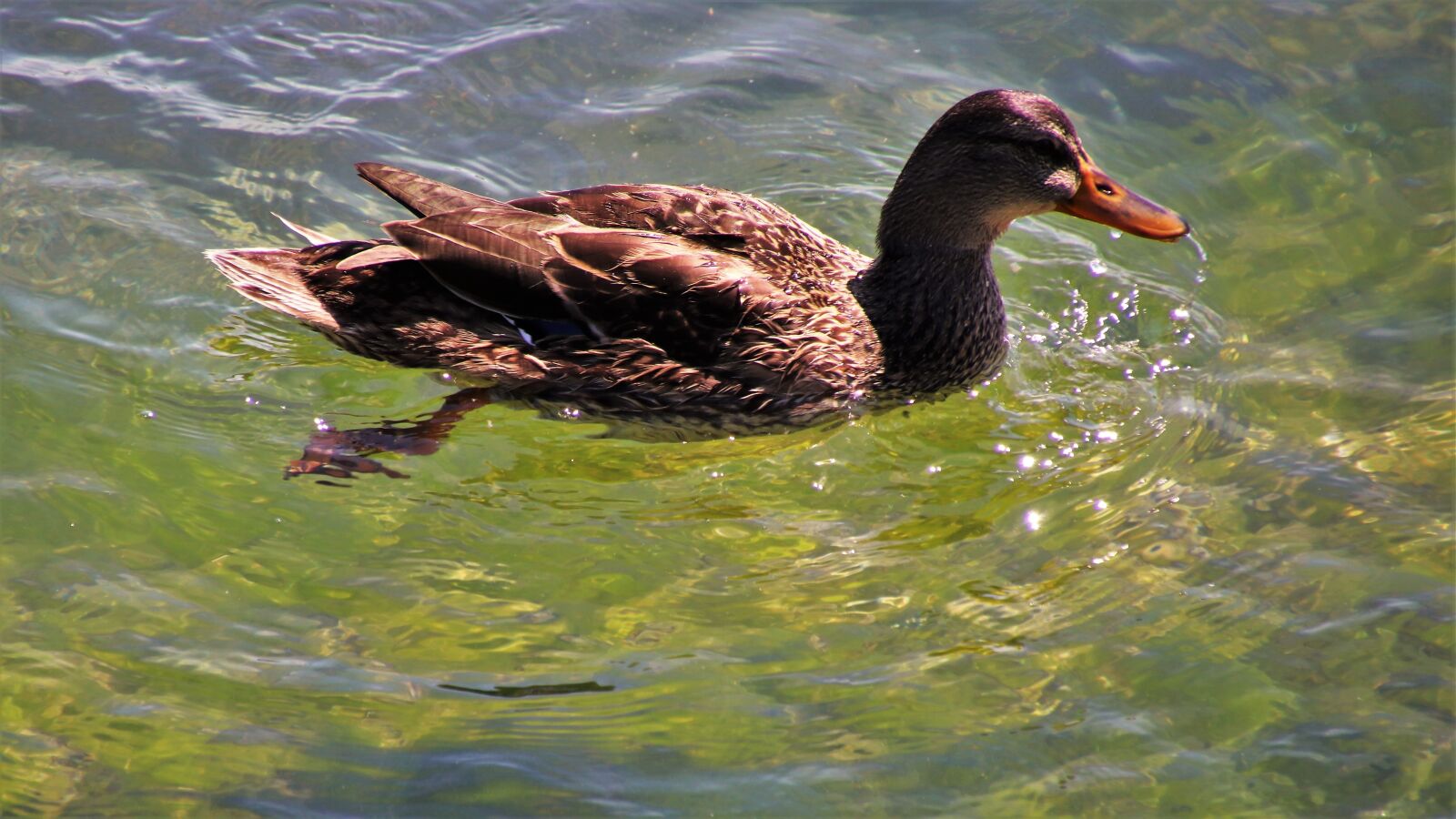 Canon EOS 80D sample photo. Duck, in the water photography