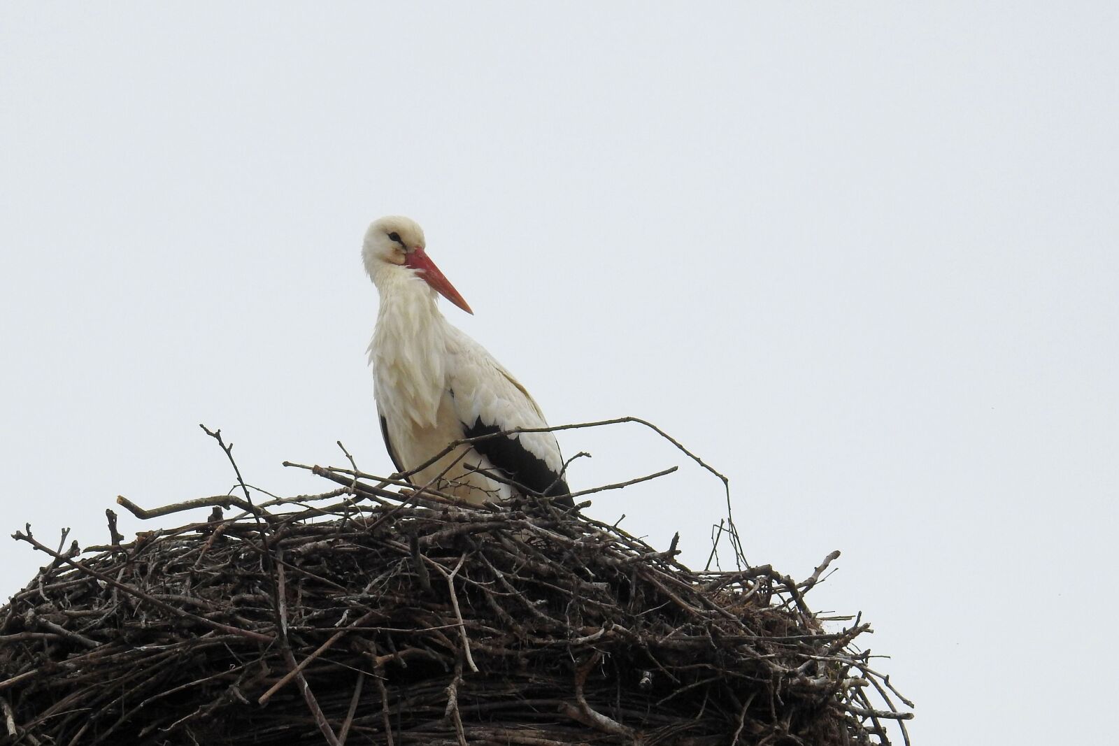 Nikon Coolpix P900 sample photo. Stork, bird, nature photography