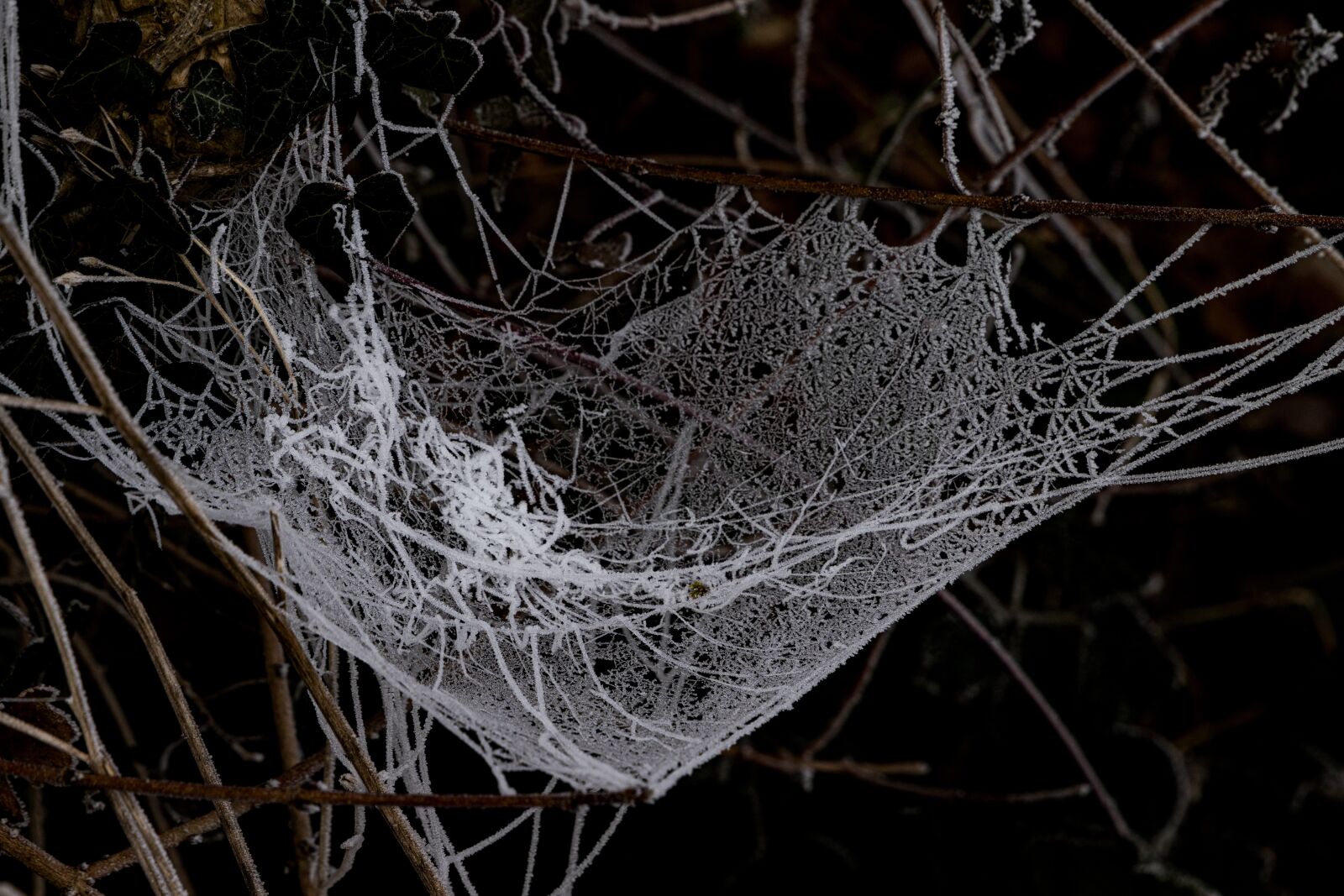 Canon EOS 6D Mark II sample photo. Frost, cold, ice photography