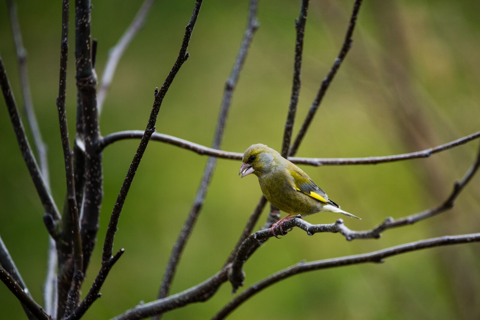 Nikon D750 sample photo. Greenfinch, bird, branch photography