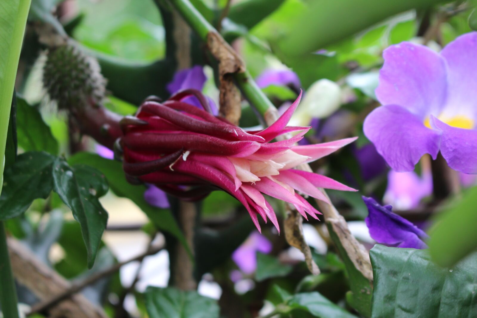 Canon EOS 700D (EOS Rebel T5i / EOS Kiss X7i) sample photo. Flowers, rare, garden photography