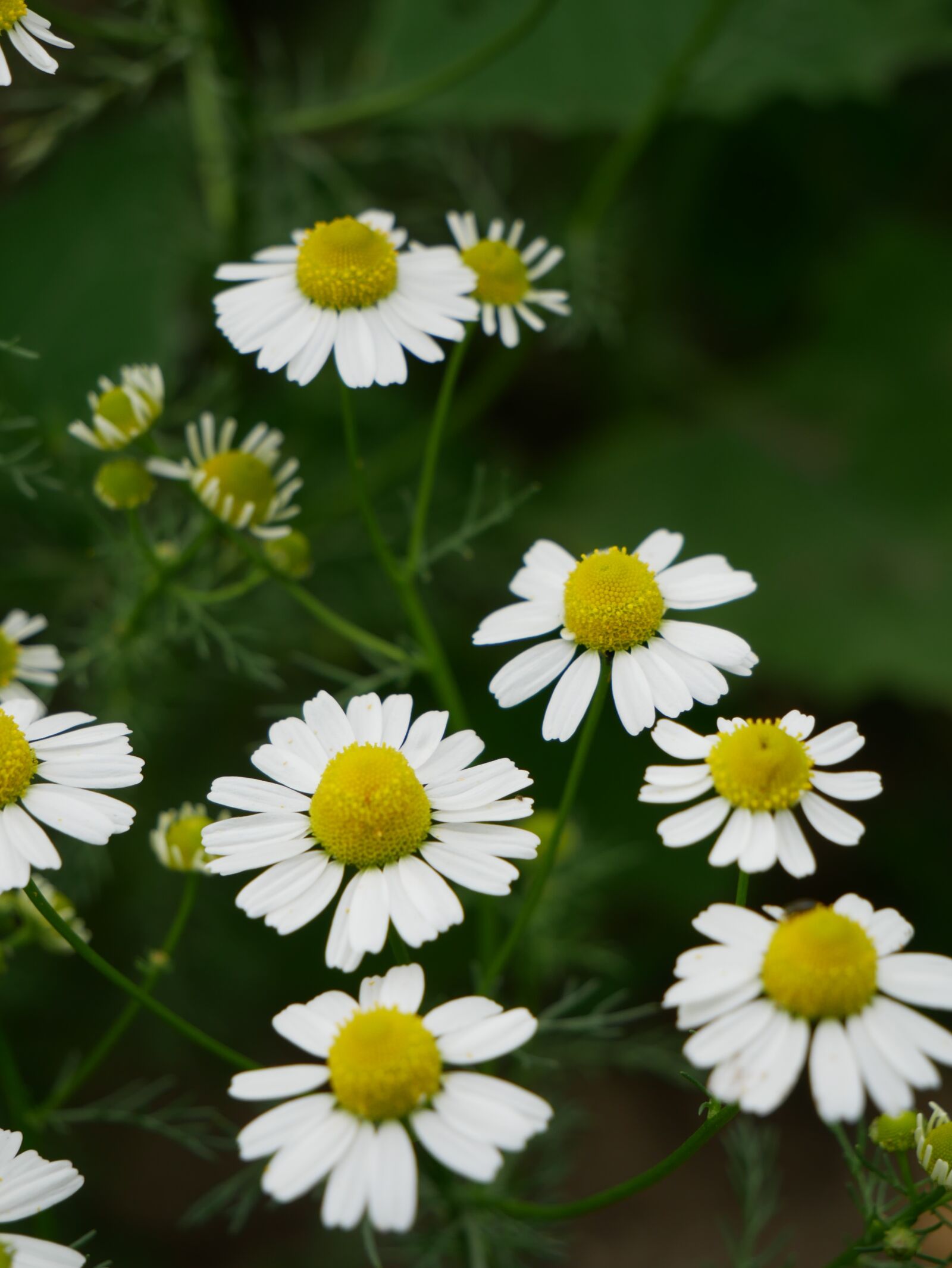 Panasonic DMC-G81 sample photo. Daisy, flower, plant photography