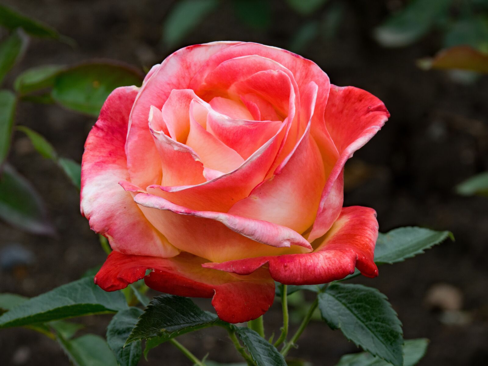 Nikon D5300 sample photo. Rose, vend e imp photography
