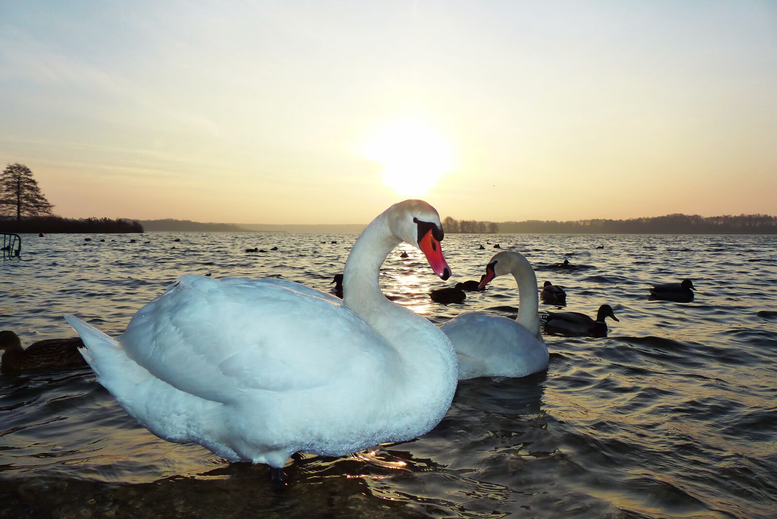 Panasonic Lumix DMC-FZ200 sample photo. Mute swan, para, sunrise photography