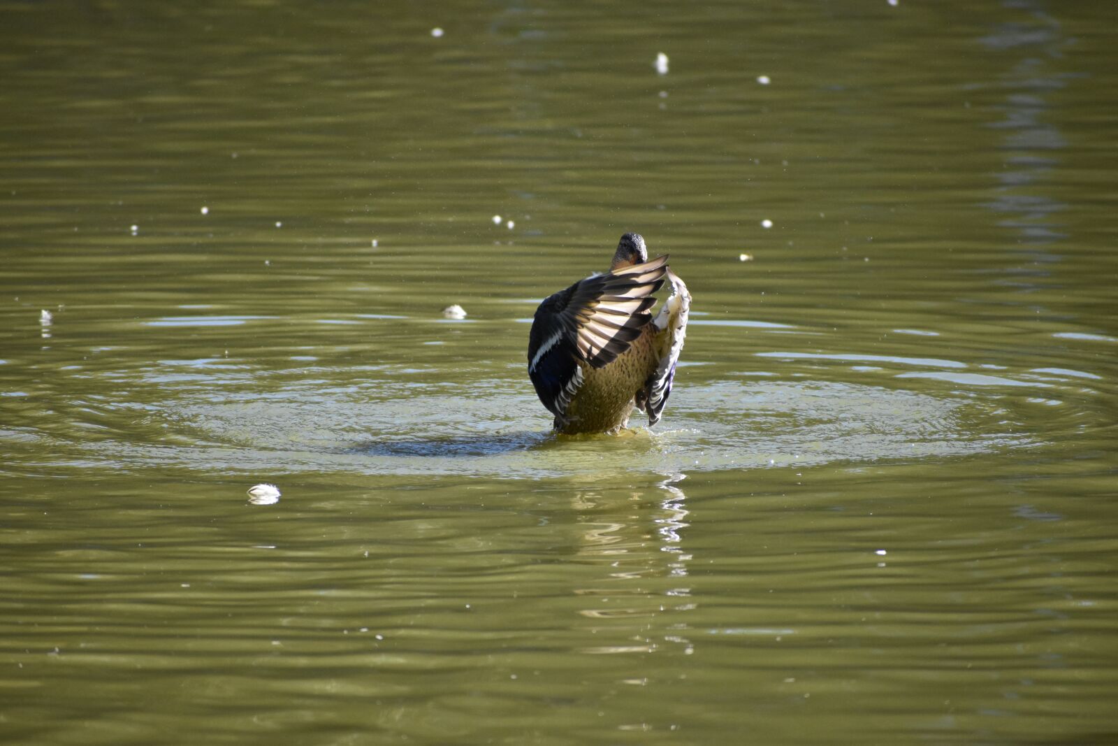 Nikon D3400 sample photo. Duck, wings, plays photography