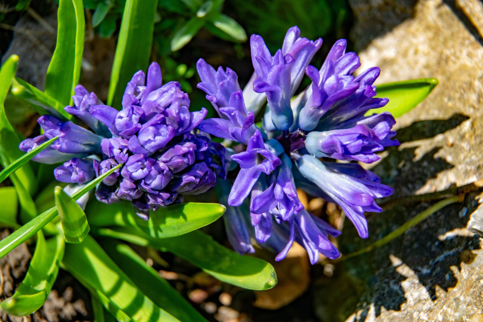 Nikon D3300 sample photo. Hyacinth, flowers, garden photography