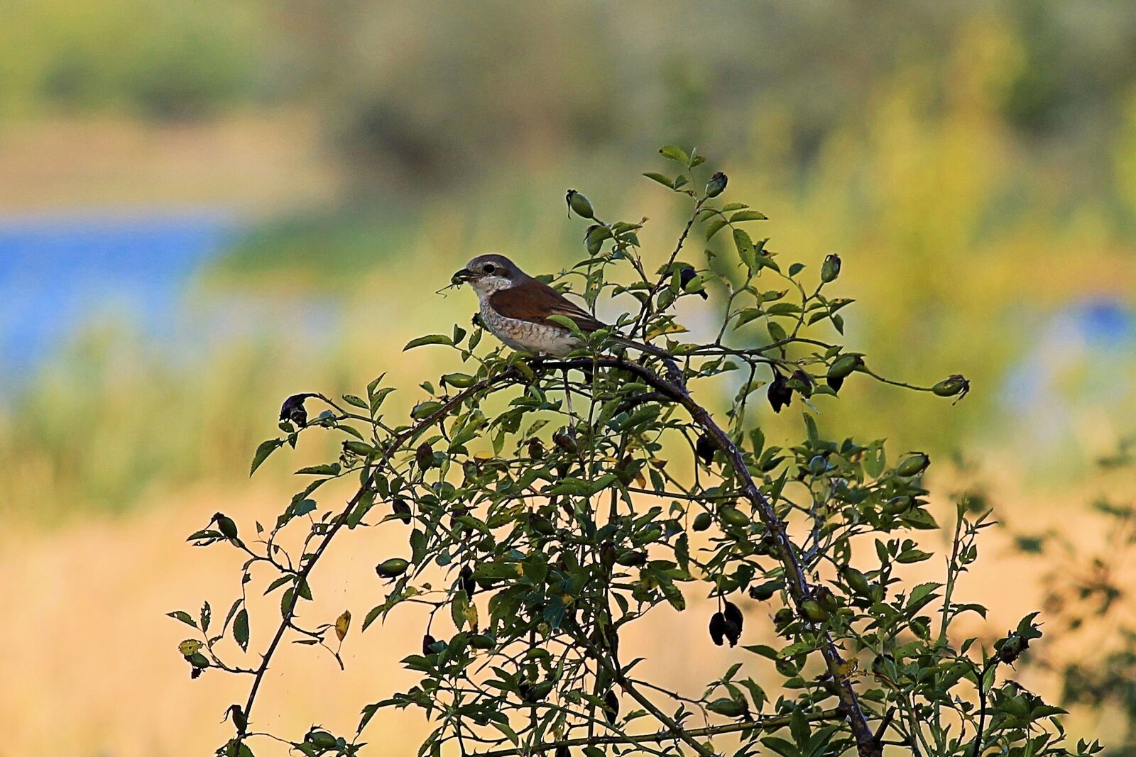 Canon EF-S 55-250mm F4-5.6 IS STM sample photo. Bird, food, bush photography