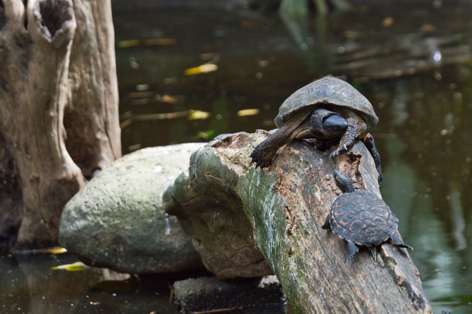 Nikon D3200 sample photo. Turtles, reptile, costa rica photography