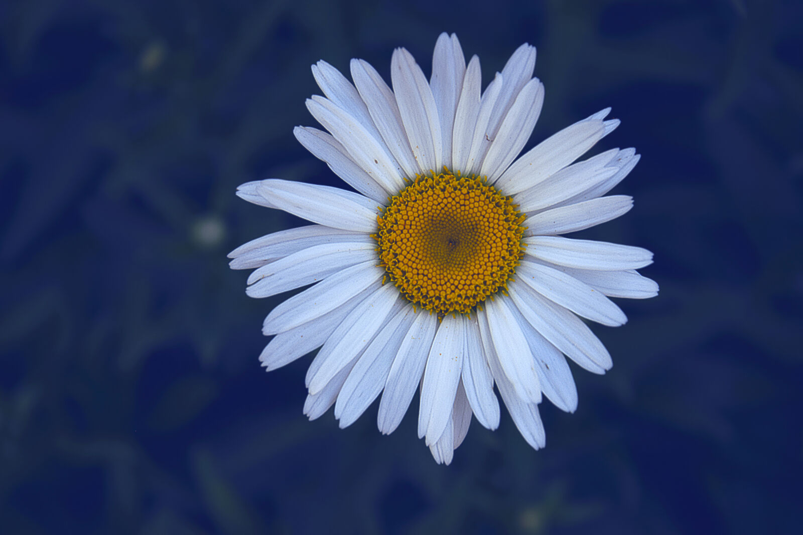 Nikon D3300 sample photo. Daisy, detail, flower, macro photography