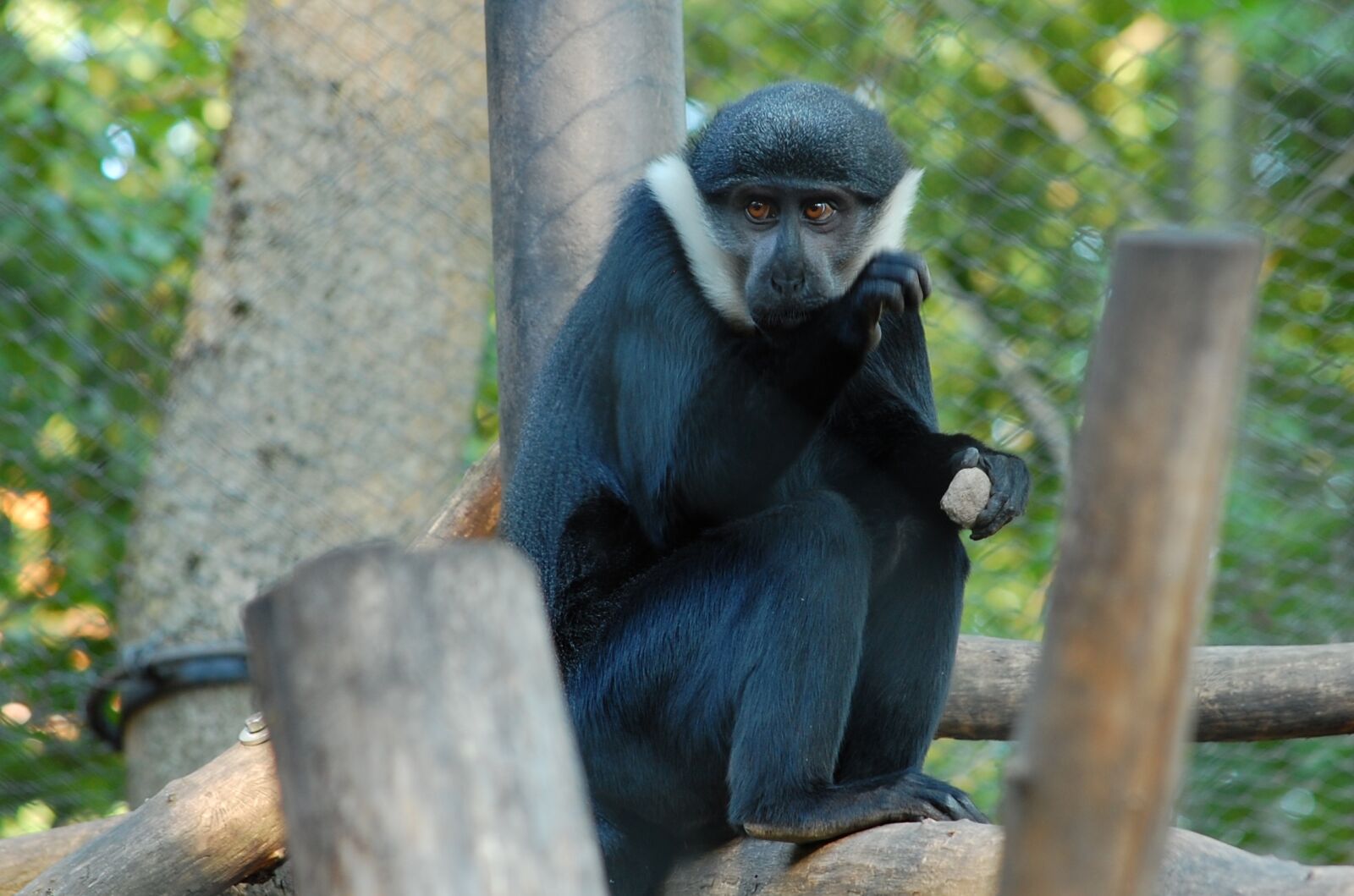Nikon D40 sample photo. Nature, animals, apes photography