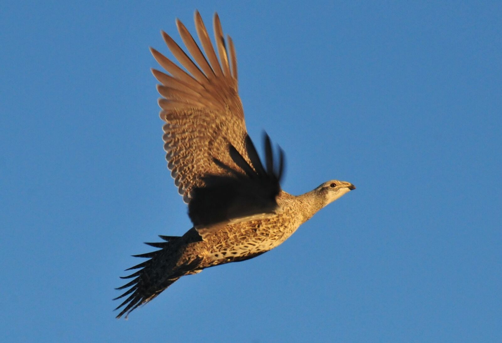 Nikon D300 sample photo. Greater sage grouse, flying photography