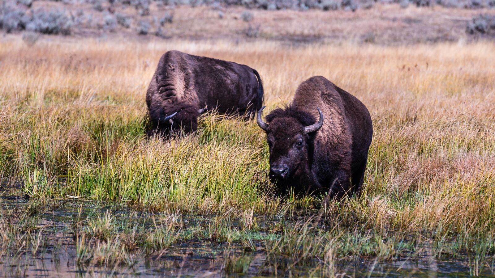 Canon EF 70-200mm F4L IS USM sample photo. Bison, buffalos, animal photography