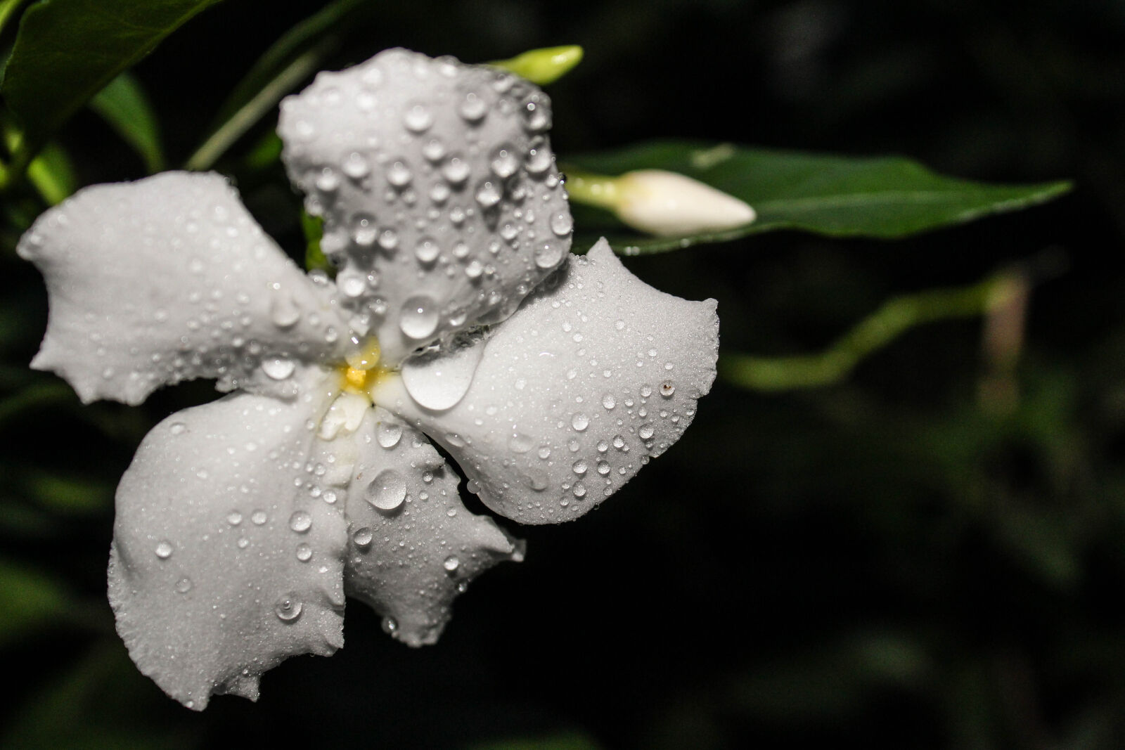 Canon EOS 1300D (EOS Rebel T6 / EOS Kiss X80) sample photo. Desktop, wallpaper, flowers, flowers photography