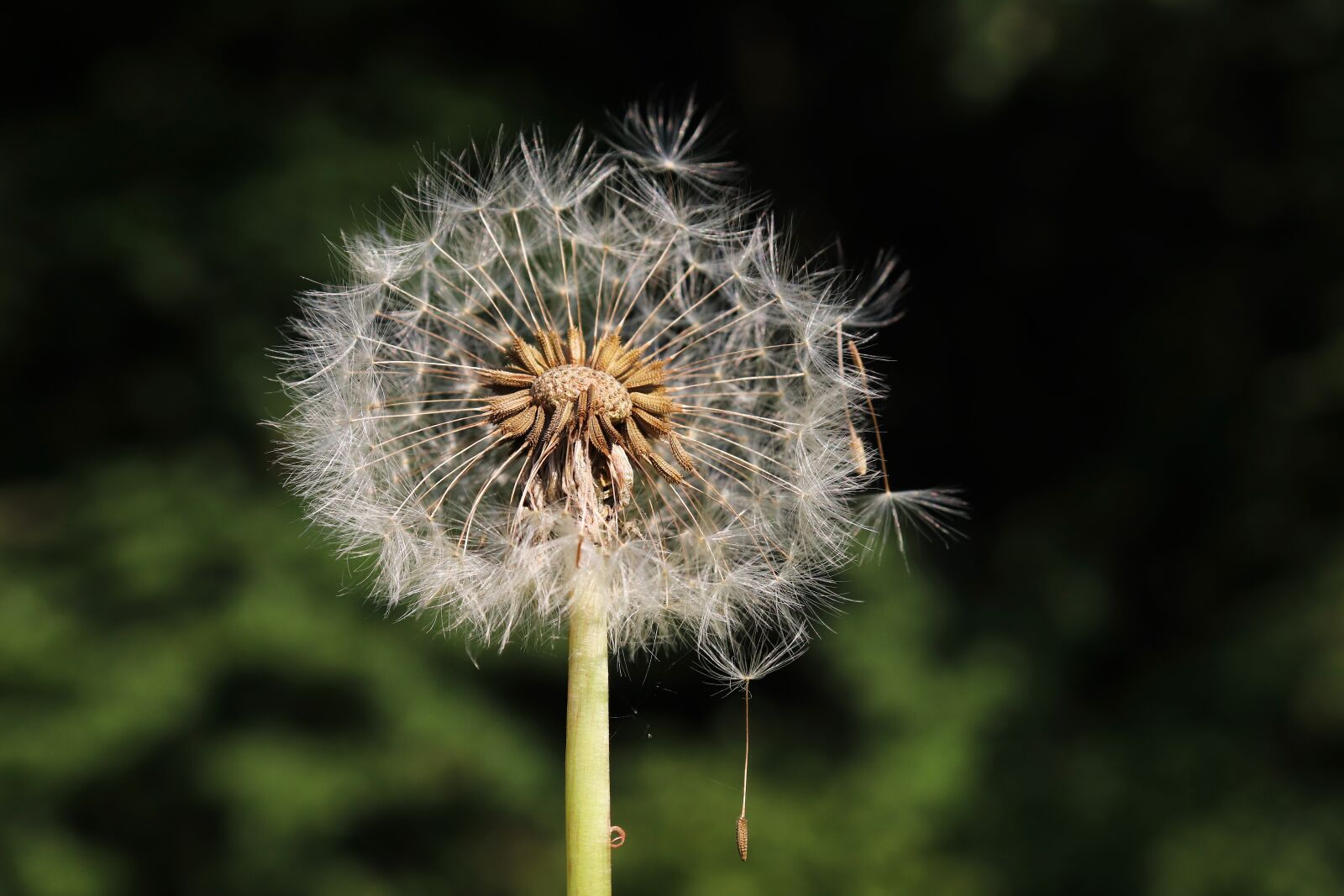 Canon EOS 800D (EOS Rebel T7i / EOS Kiss X9i) sample photo. Dandelion, heaven and hell photography