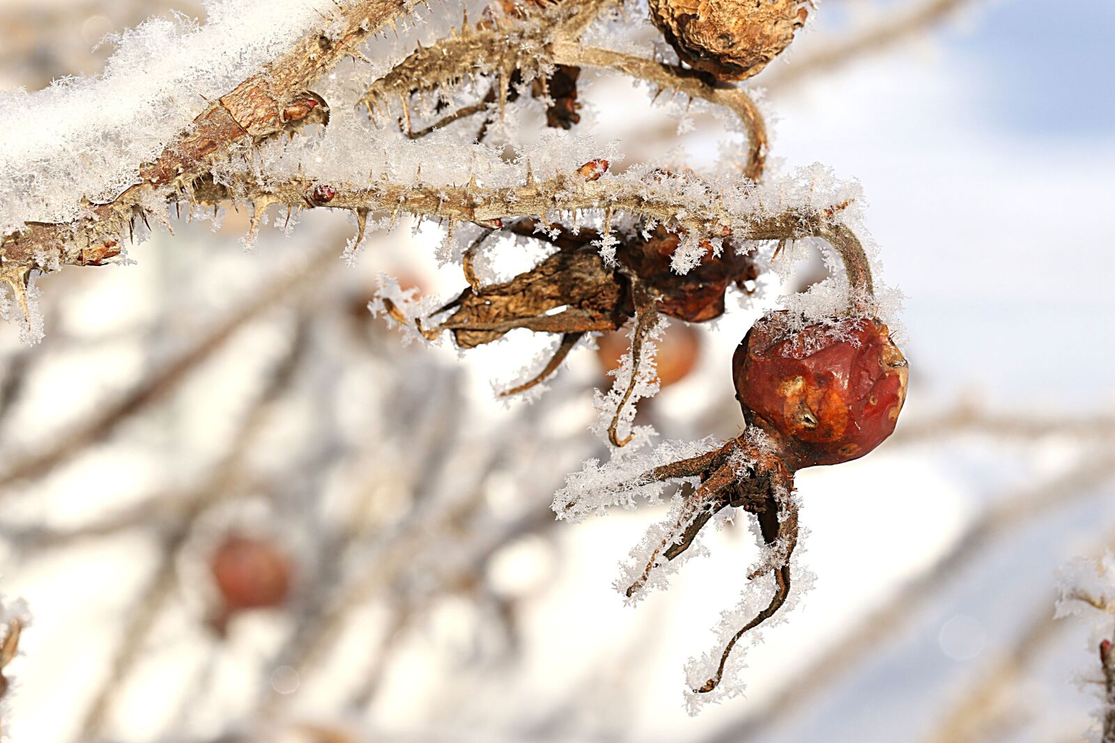 Canon EOS 7D Mark II sample photo. Rose hip, nature, closeup photography