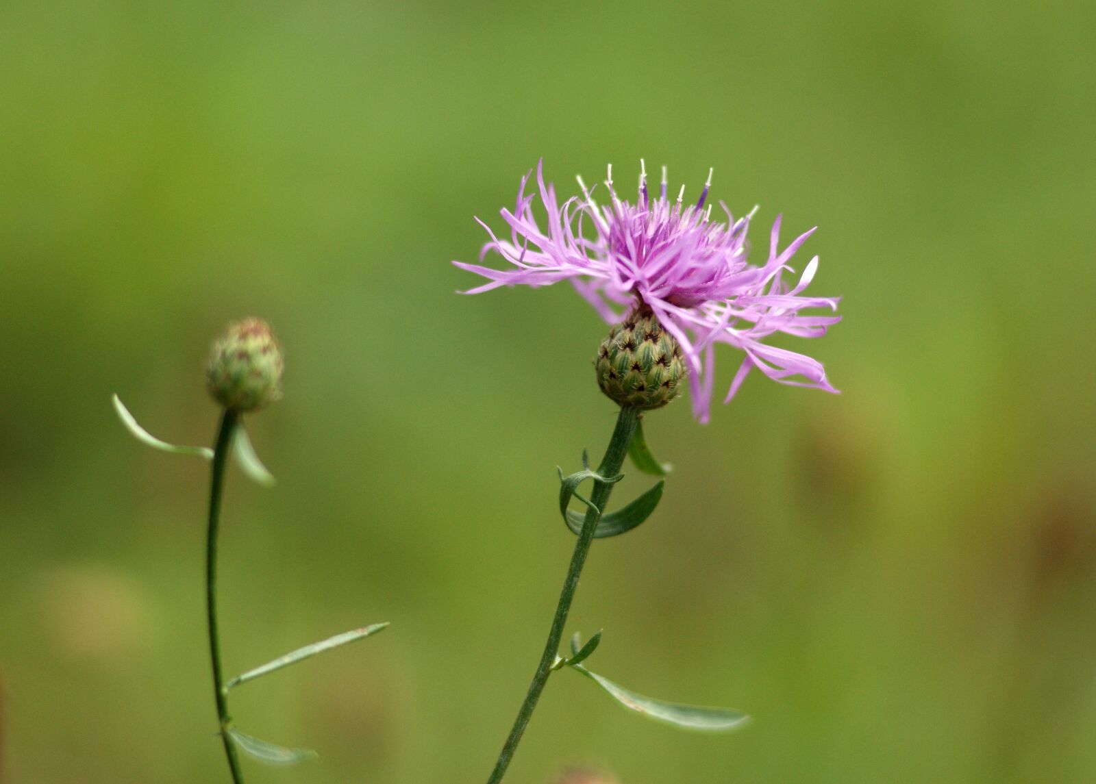 Sony Alpha DSLR-A290 sample photo. Cornflower, meadow, pink photography