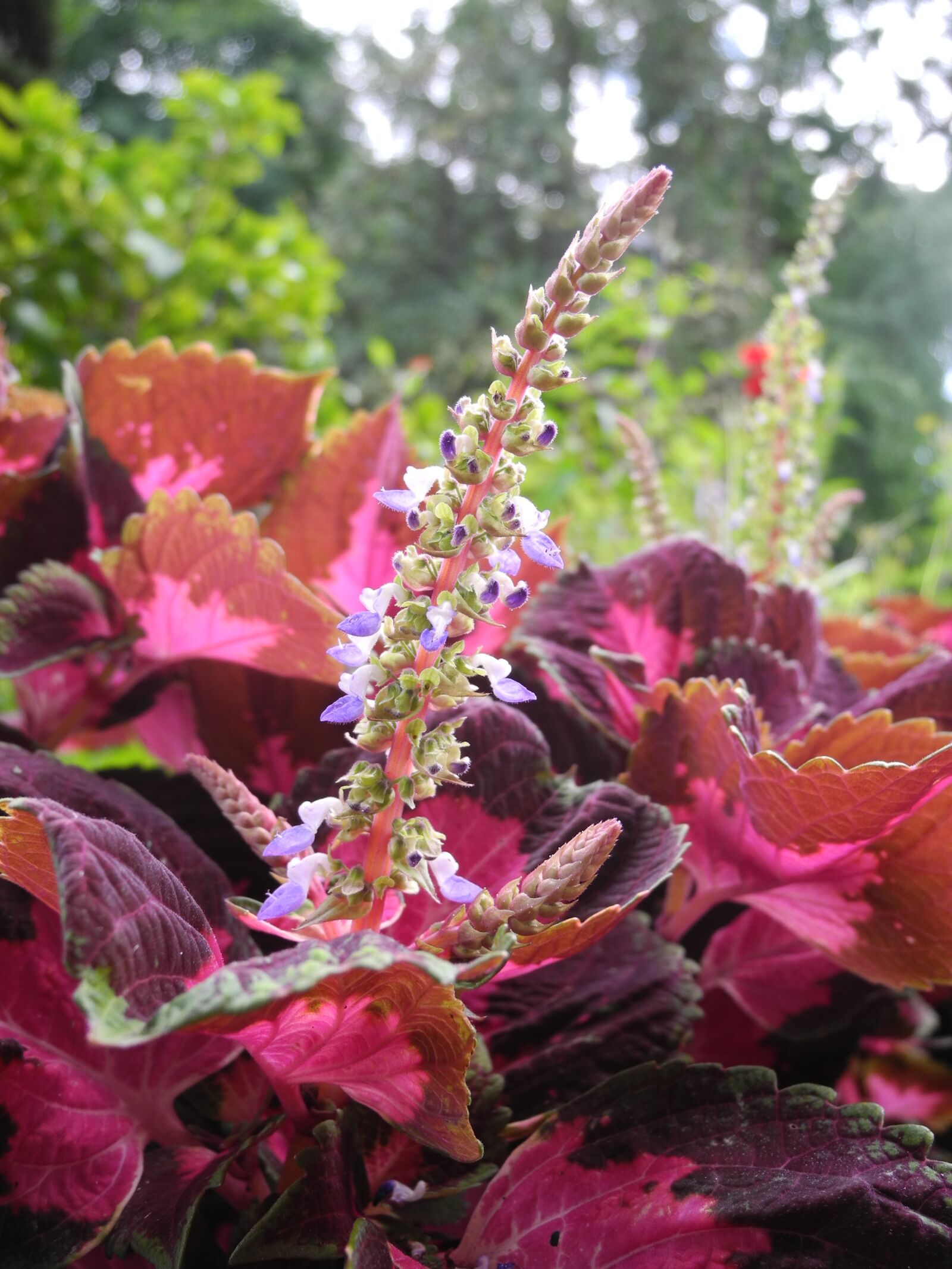 Nikon Coolpix P7000 sample photo. Plants, pink flowers, nature photography